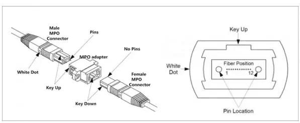 mpo female connector and mpo male connector mating with mpo adapter
